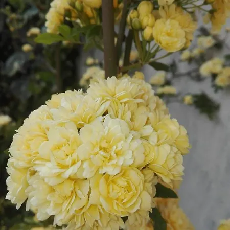 Feriehus Lar Toxino Ourense